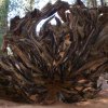 Kings canyon et Sequoia 18